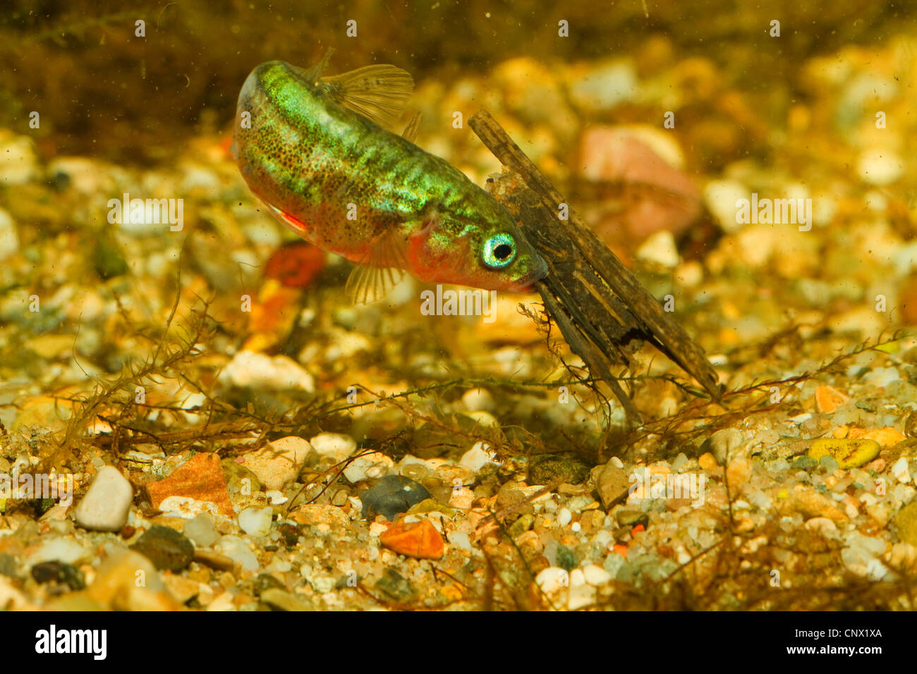 three-spined stickleback (Gasterosteus aculeatus), male remoting caddis fly from nest Stock Photo