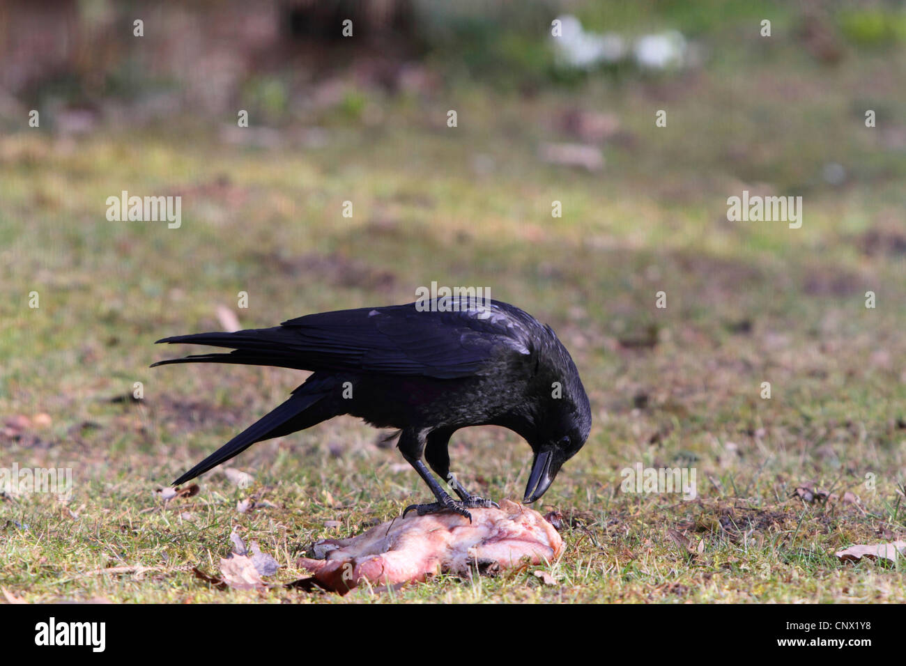 carrion crow (Corvus corone), feeding on carrion, Germany, Bavaria Stock Photo