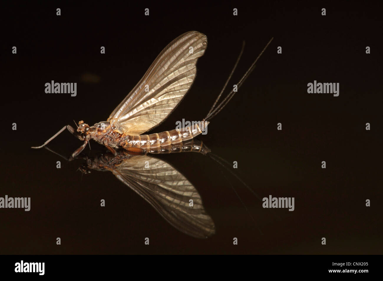 mayfly (Ephemera spec.), just after hatching reflecting in the water surface, Germany Stock Photo