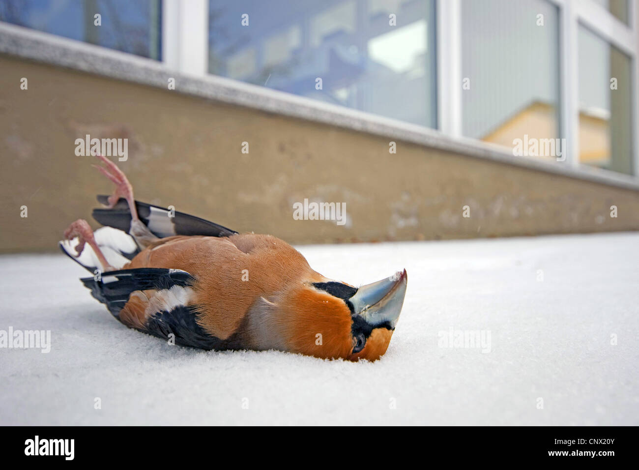hawfinch (Coccothraustes coccothraustes), dead male in front of a glass panel Stock Photo