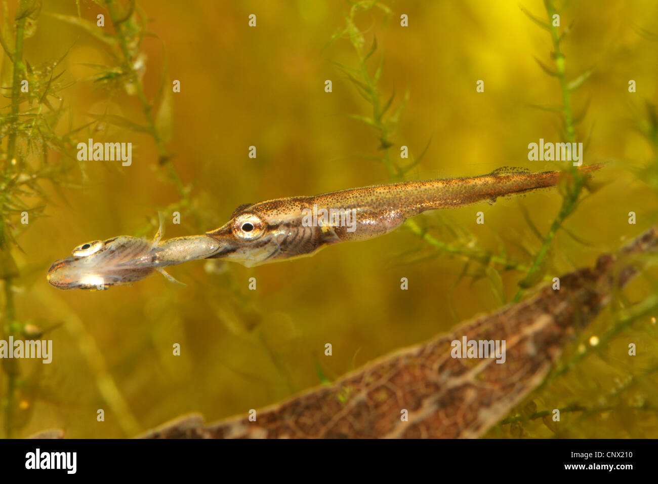 pike, northern pike (Esox lucius), juvenile feeding on a fellow, cannibalism, Germany Stock Photo