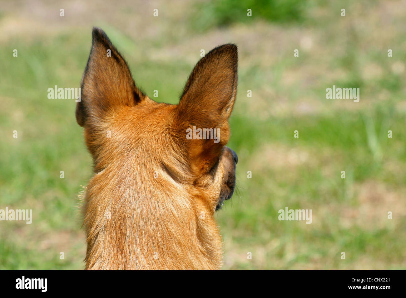 Put a Name to the Breed: Uncovering the Science Behind Canis lupus familiaris familiaris