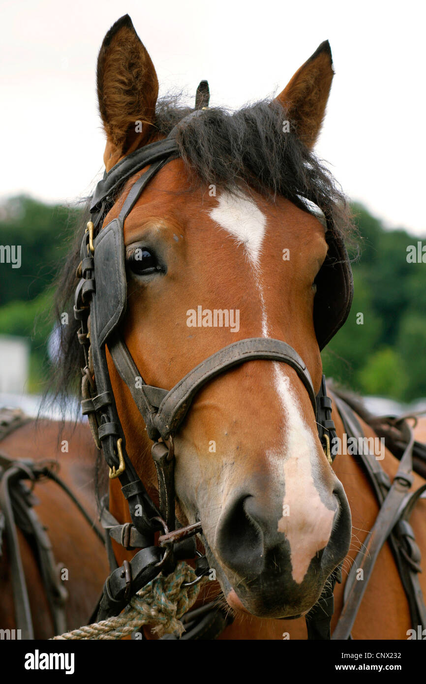 domestic horse (Equus przewalskii f. caballus), cold blood with blinder, Germany, Brandenburg
