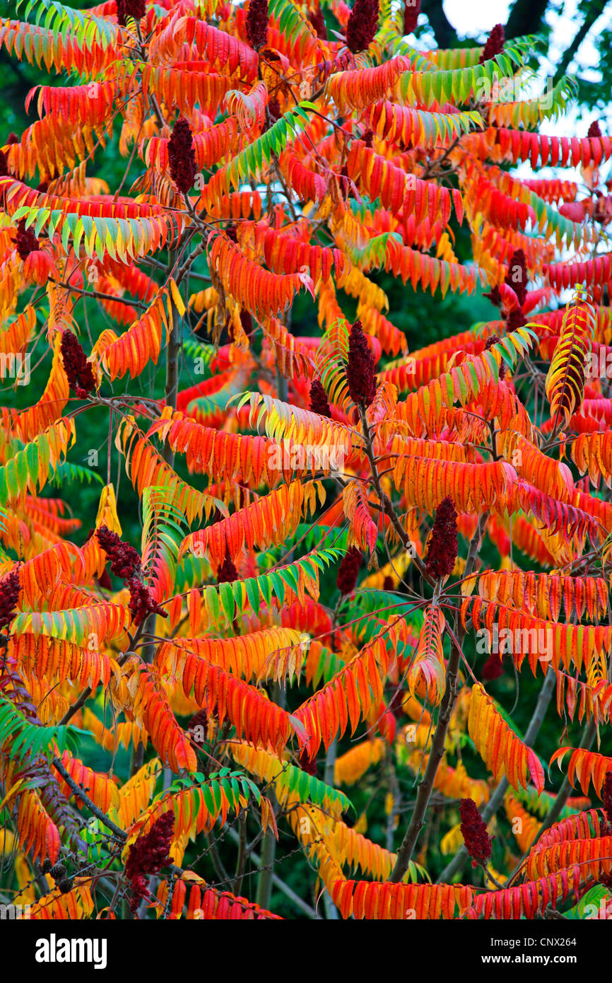 staghorn sumach, stag's horn sumach (Rhus hirta, Rhus typhina), in autumn colors with infrutescences Stock Photo