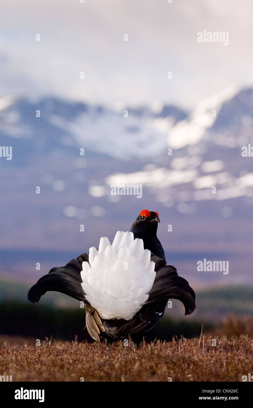 Black Grouse (Tetrao tetrix), male or blackcock displaying on the lek. Behind is the mountain Lochnagar (1155 metres). Stock Photo