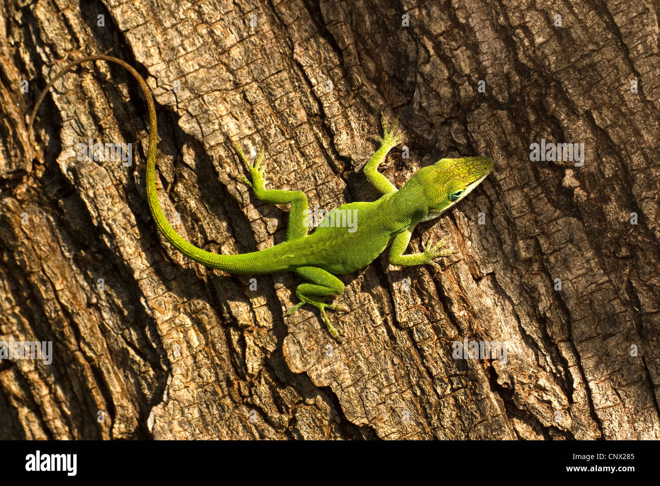 green anole (Anolis carolinensis), sitting at a tree trunk, USA, Hawaii, Maui Stock Photo