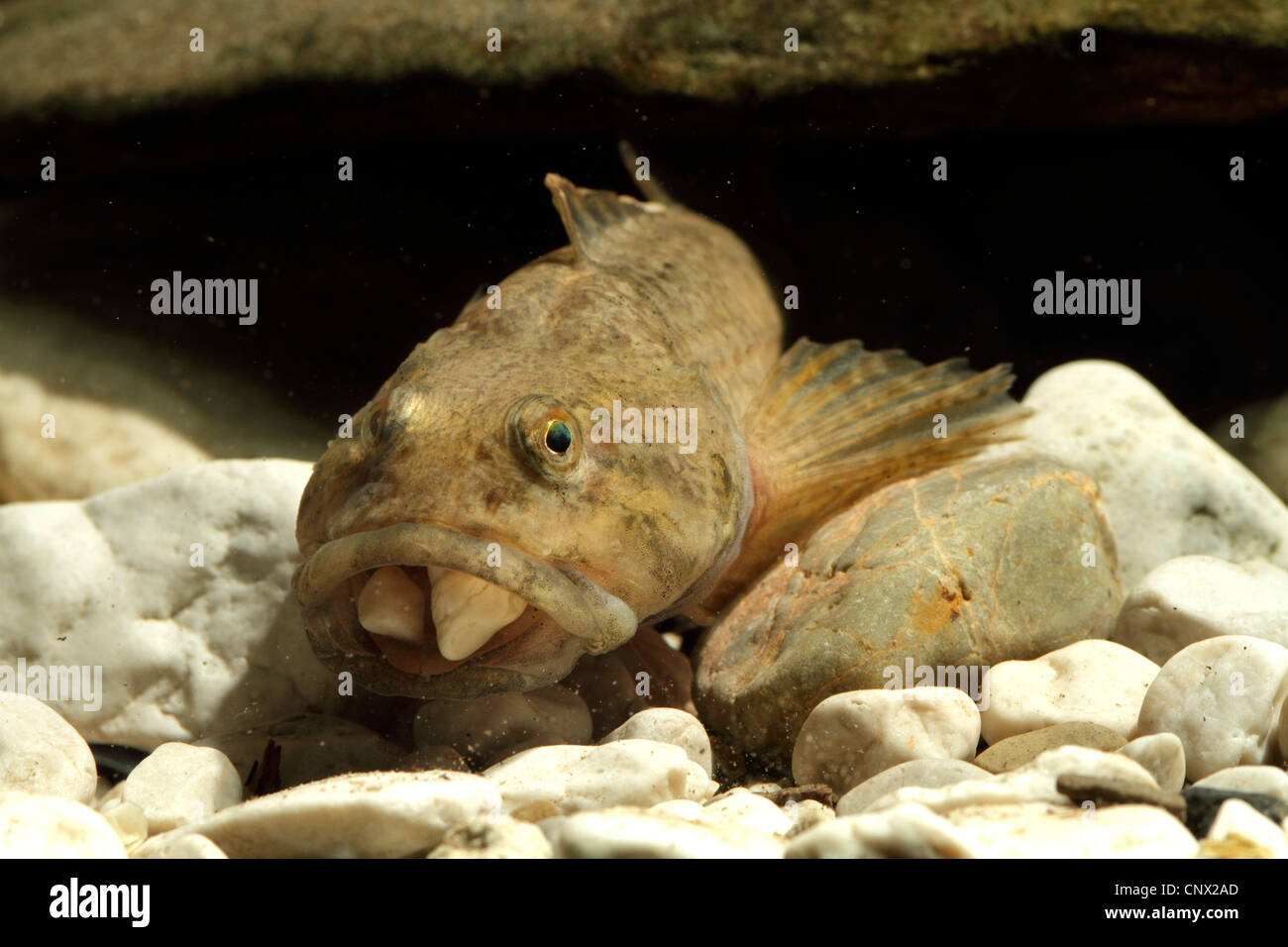 Miller's thumb, bullhead (Cottus gobio), male getting gravel out of the breeding cave with the mouth Stock Photo