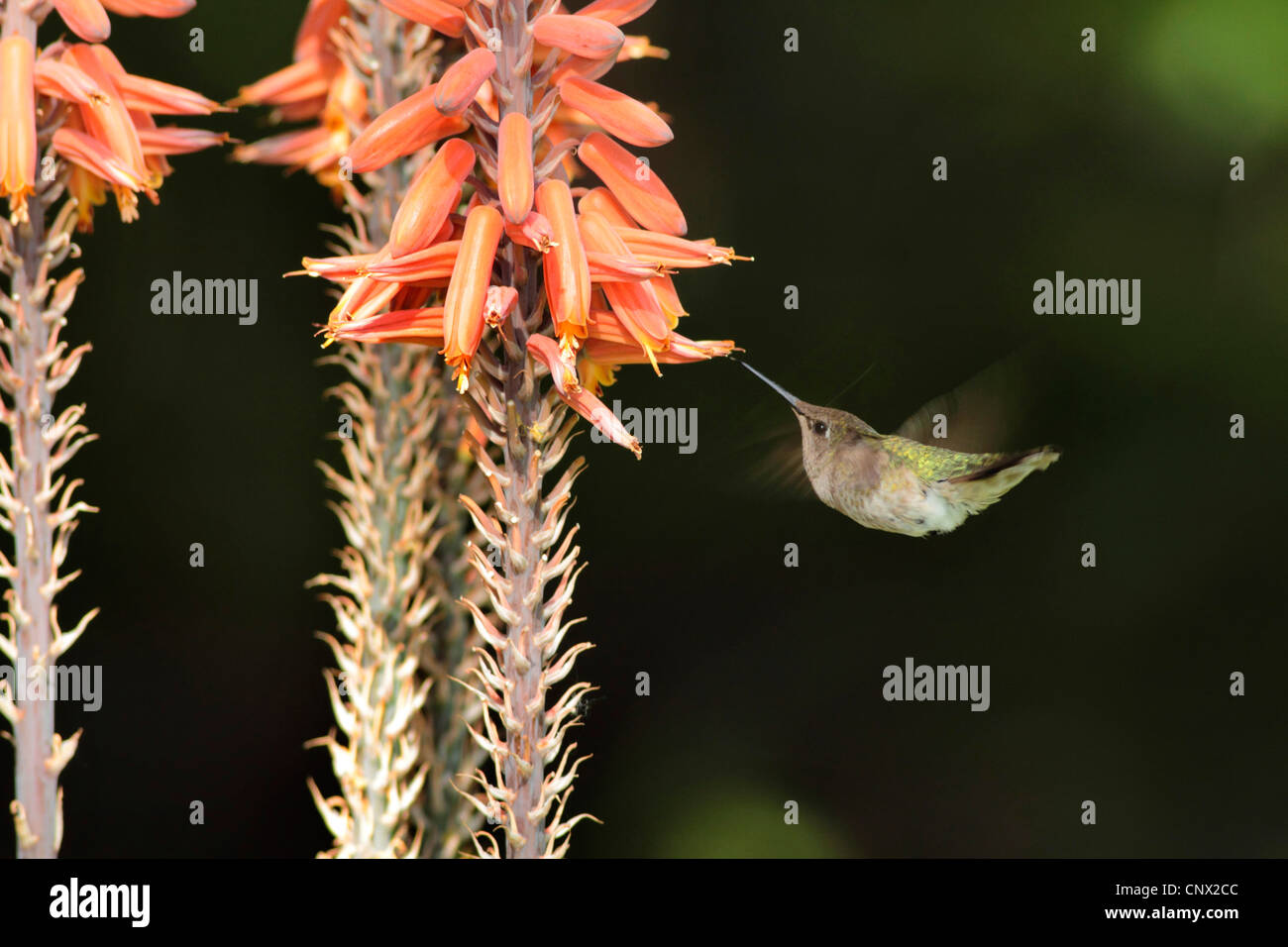 Ruby-throated hummingbird (Archilochus colubris), female flying in front of Aloe flowers, USA, Arizona Stock Photo