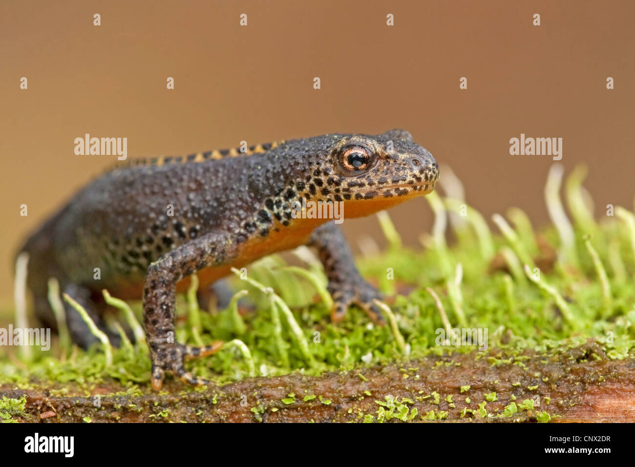 alpine newt (Triturus alpestris, Ichthyosaura alpestris, Mesotriton ...