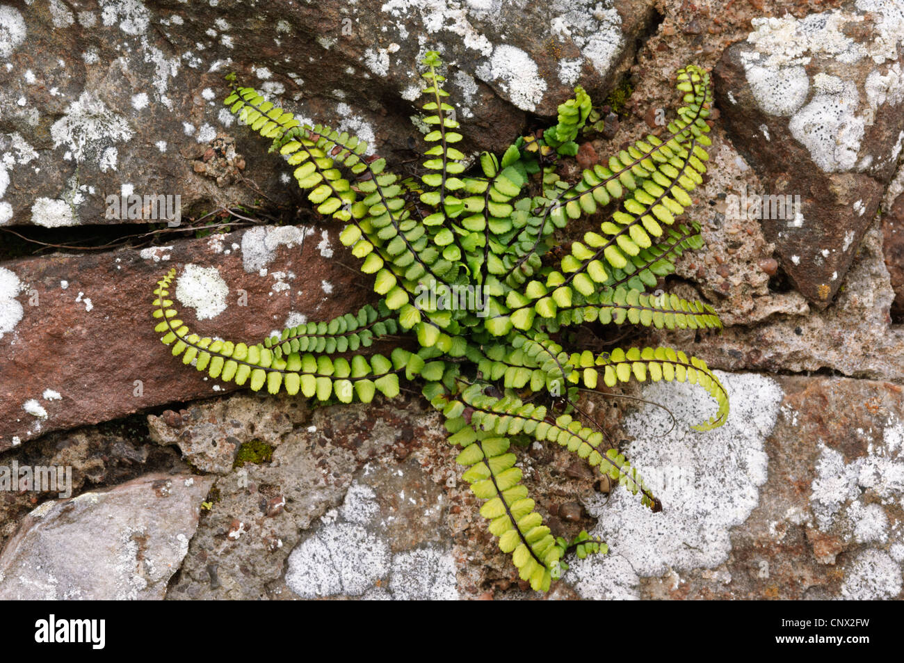 Maidenhair Spleenwort  (Asplenium trichomanes), growing from  a stone and mortar wall. Loch Fleet nature reserve, Sutherland Stock Photo