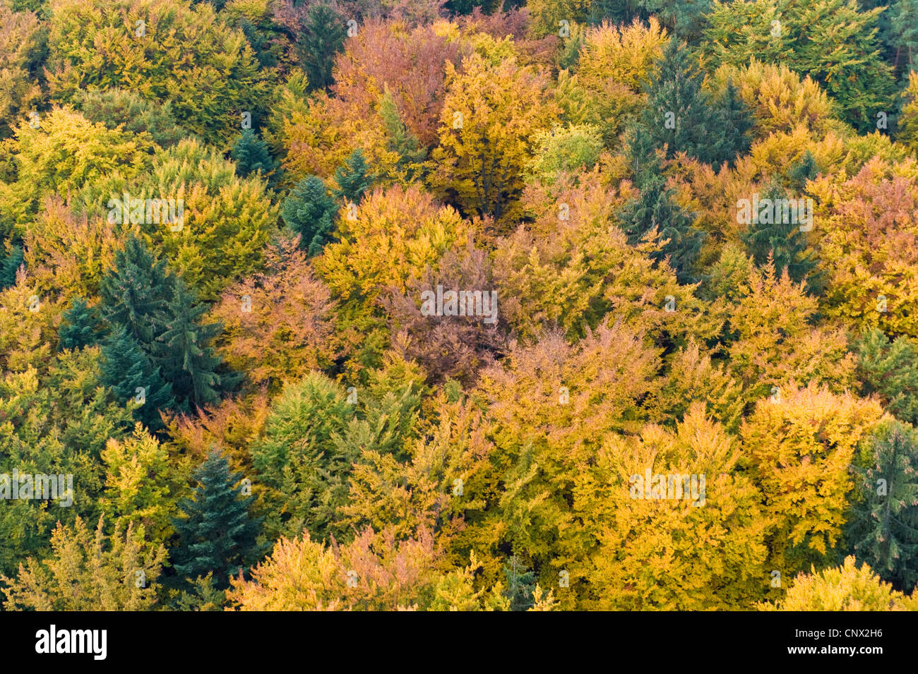 Aerial photograph of autumn trees hi-res stock photography and images ...
