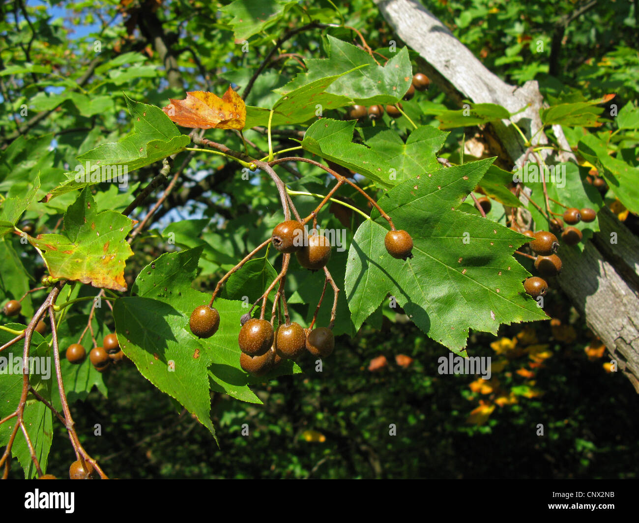 wild service tree (Sorbus torminalis), branch with fruits, Germany Stock Photo Alamy