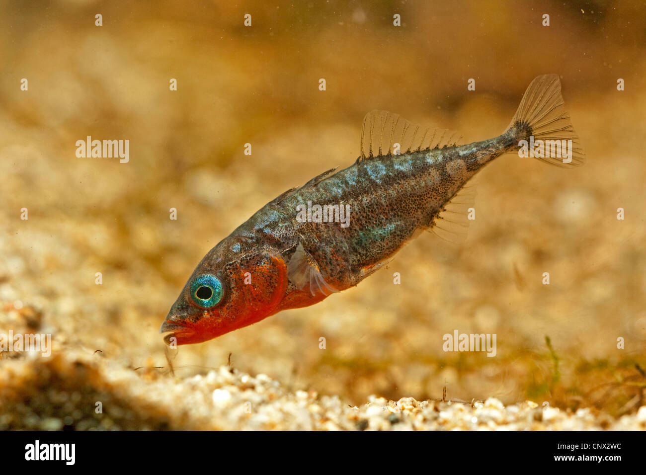 three-spined stickleback (Gasterosteus aculeatus), male in mating colours, Germany Stock Photo
