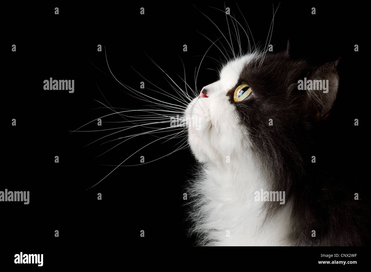Head portrait of cat on black background Stock Photo