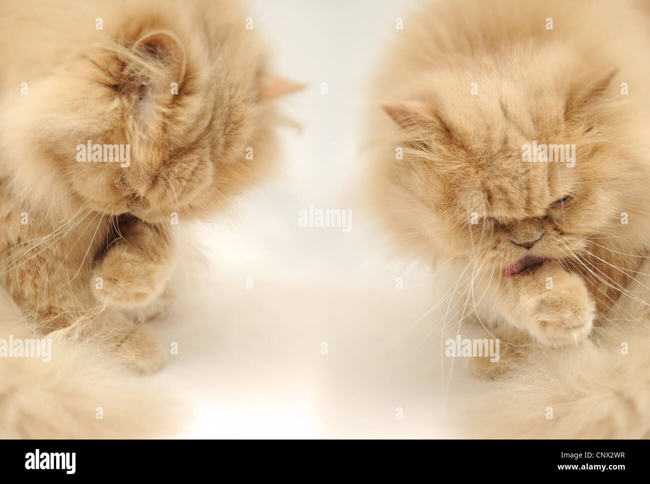 Cat Licking It's Paw Stock Photo Alamy