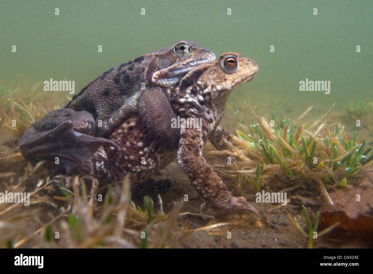 common frog, grass frog (Rana temporaria), grass clasping a female common toad at the bottom of a pond at mating season, Germany, Rhineland-Palatinate Stock Photo