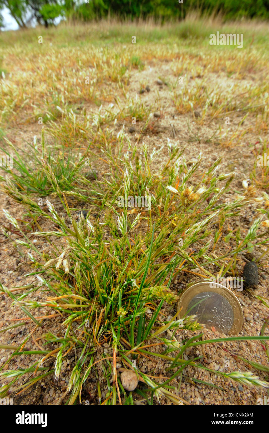 early hair-grass (Aira praecox), on a inland dunes, Germany, North Rhine-Westphalia, Wahler Berg Stock Photo