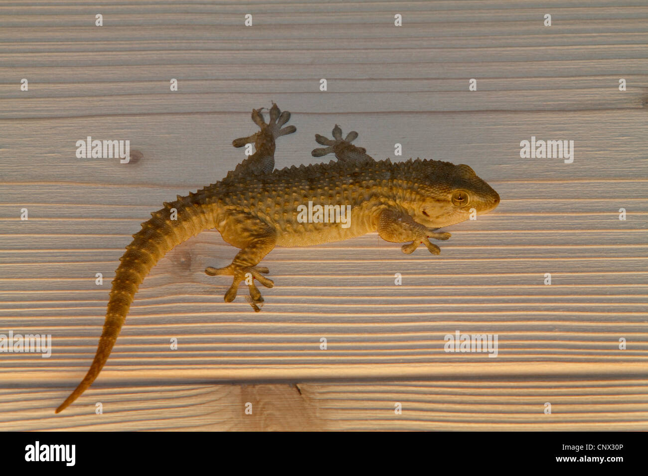 common wall gecko, Moorish gecko (Tarentola mauritanica), sitting on