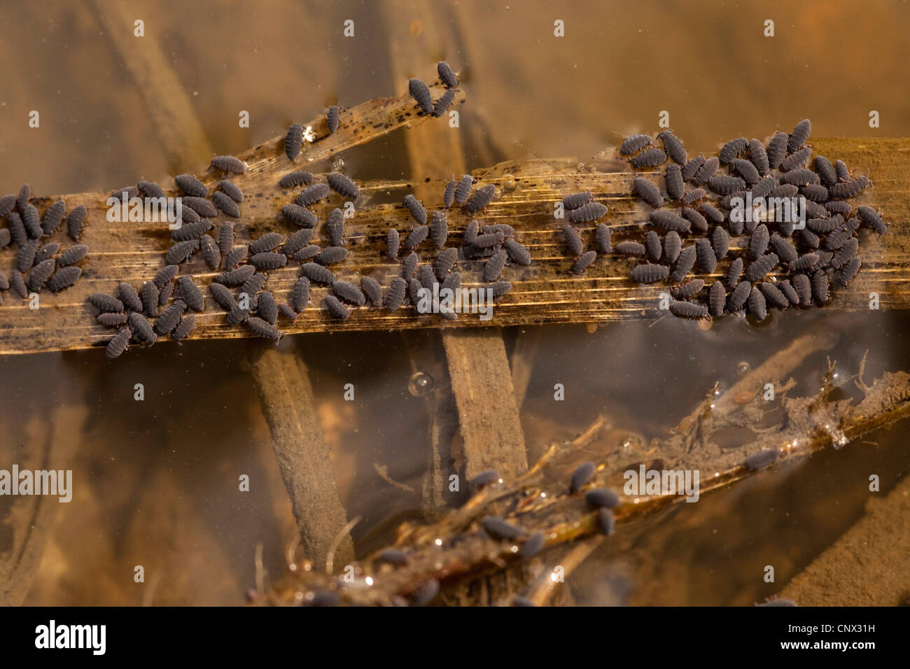 springtail (Podura aquatica), colony on reed leafs rotting in a water, Germany, Bavaria Stock Photo