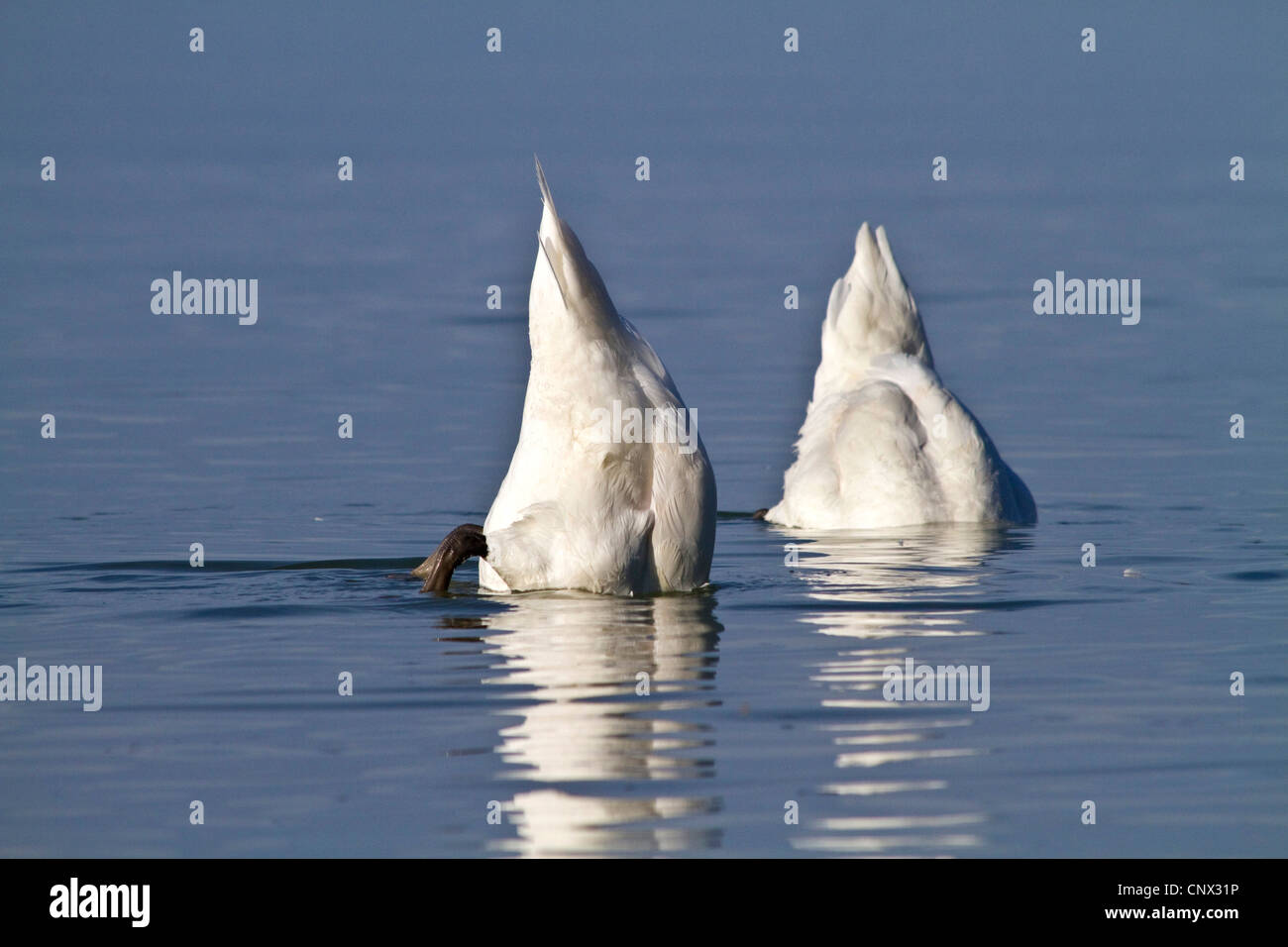 mute swan (Cygnus olor), twi individuals dabbling in deep water, Germany, Bavaria Stock Photo