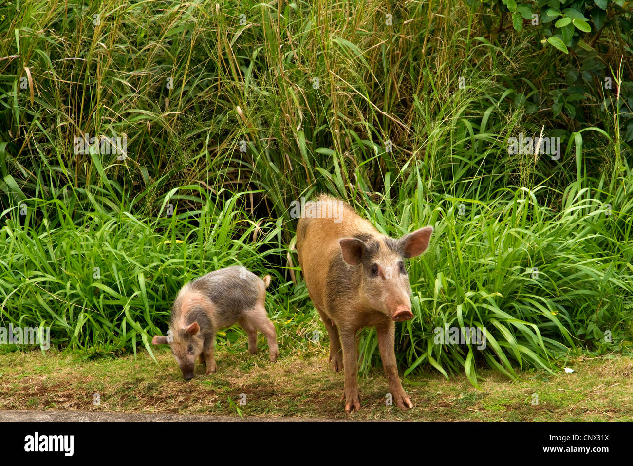 domestic pig (Sus scrofa f. domestica), naturalized, sow with shoat, USA, Hawaii, Maui Stock Photo