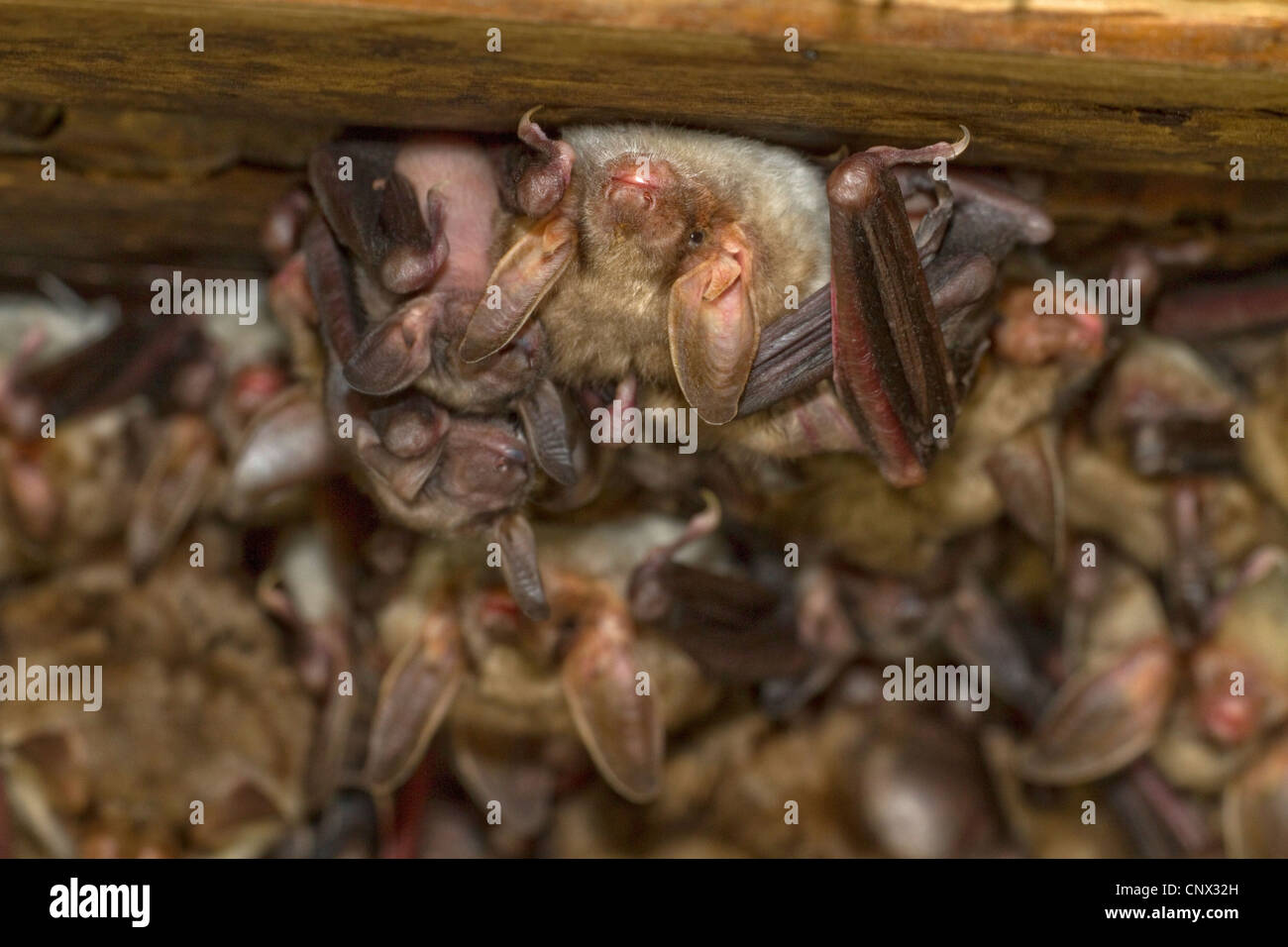Greater Mouseeared bat, Large MouseEared Bat (Myotis myotis), female