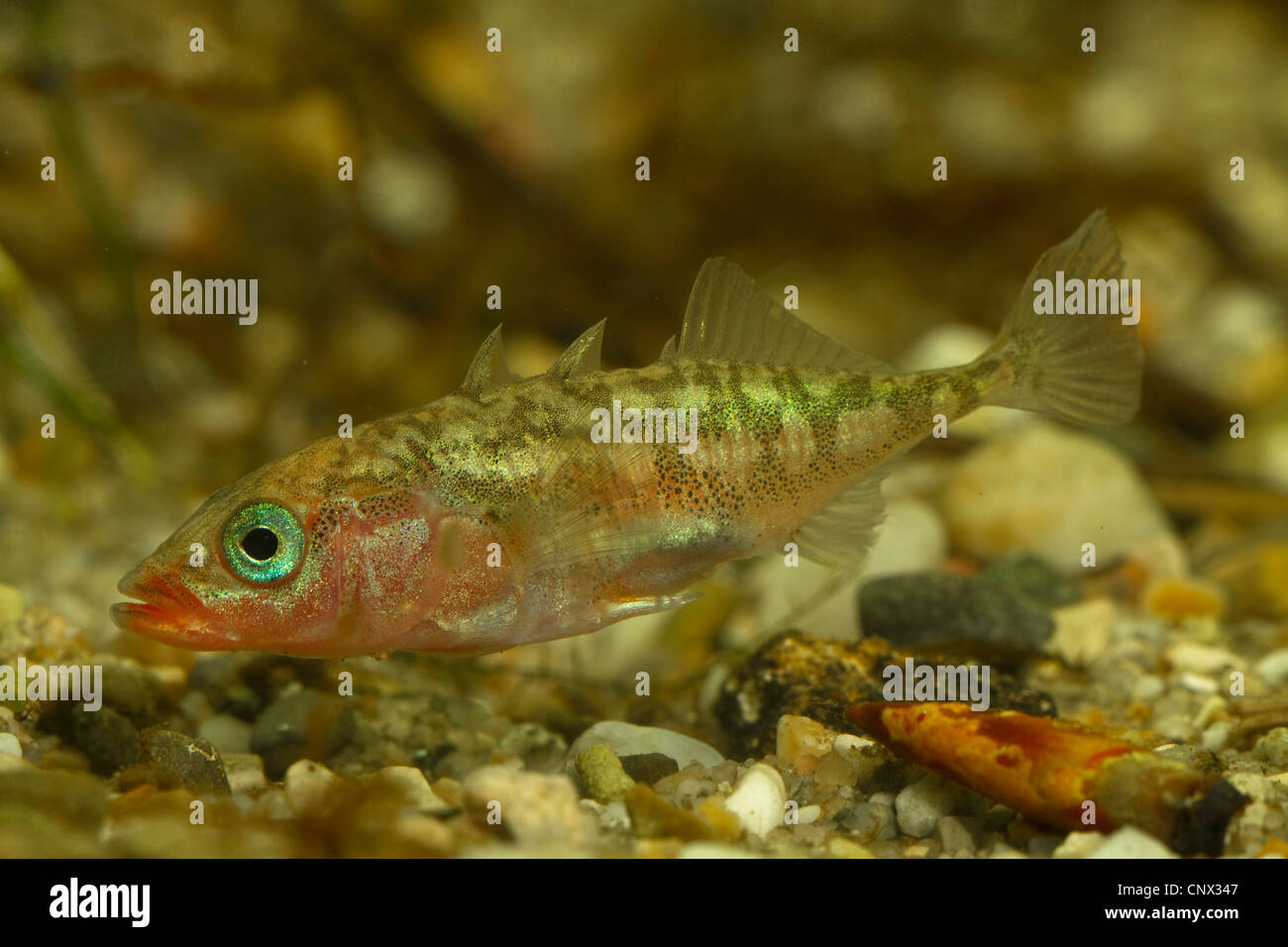 three-spined stickleback (Gasterosteus aculeatus), male, Germany Stock Photo