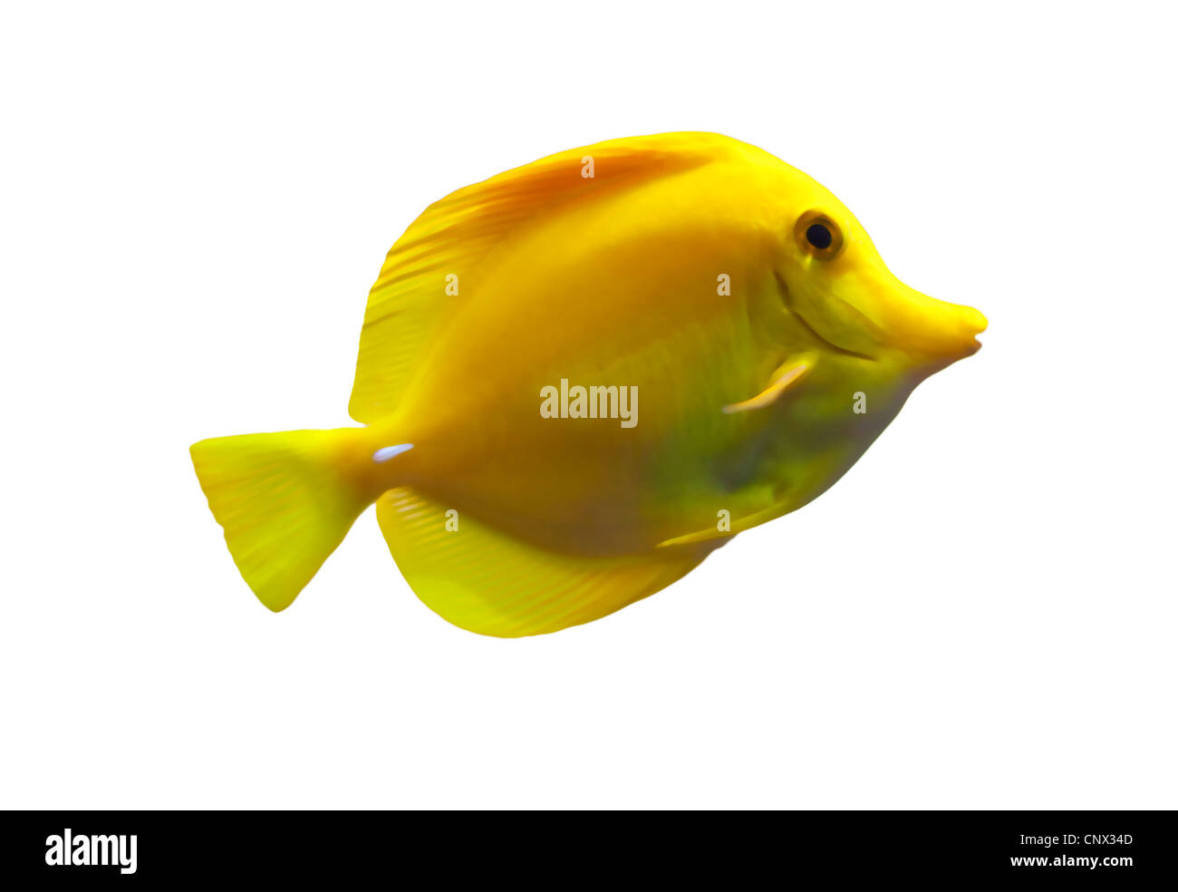 Yellow tang fish isolated on white background Stock Photo