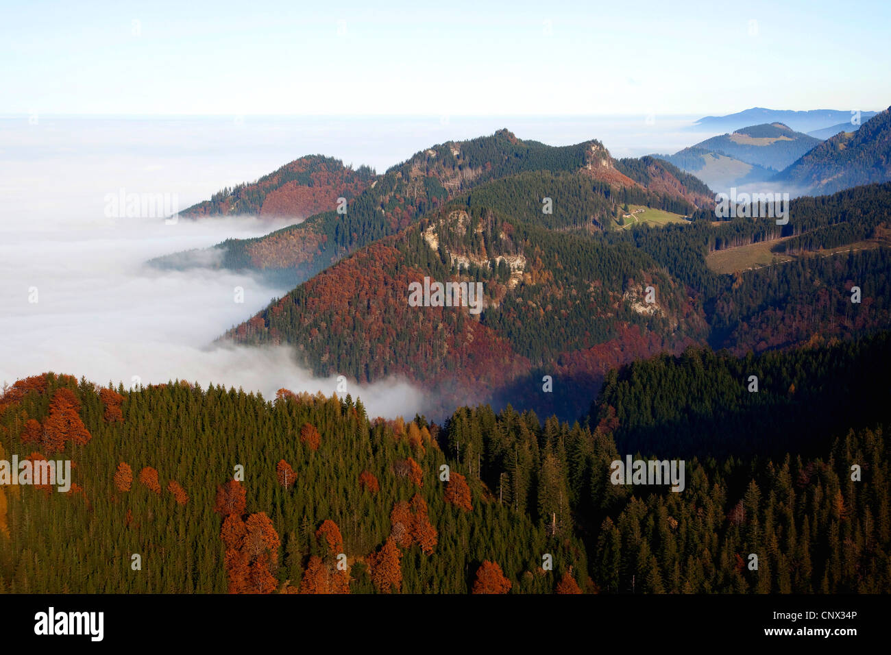 mixed forest in Chiemgauer Voralpen with beeches in morning mist, Germany, Bavaria, Chiemgau Stock Photo