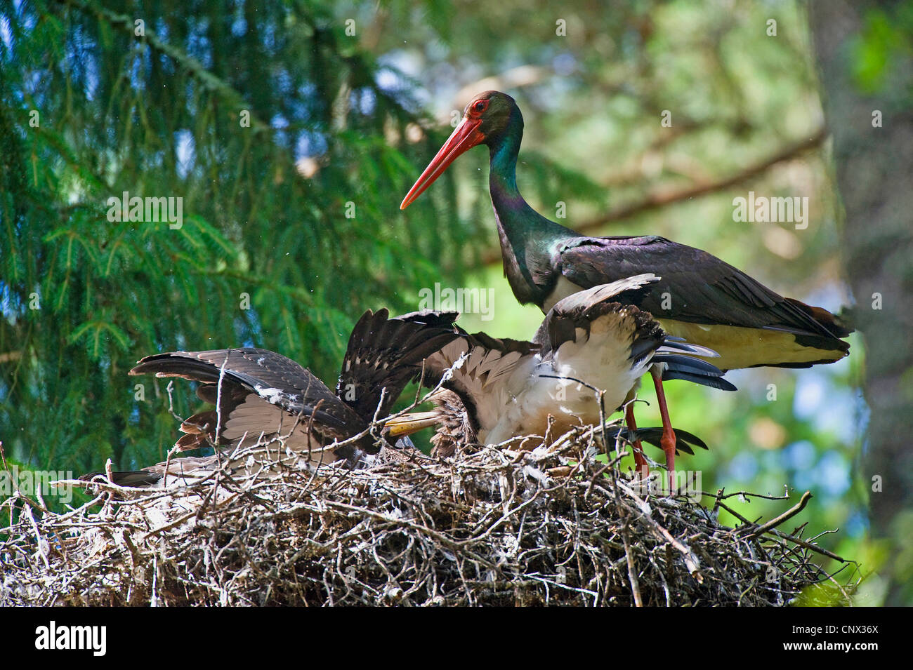 black stork (Ciconia nigra), with chicks in the nest, Poland, Dolnej Narwi Stock Photo