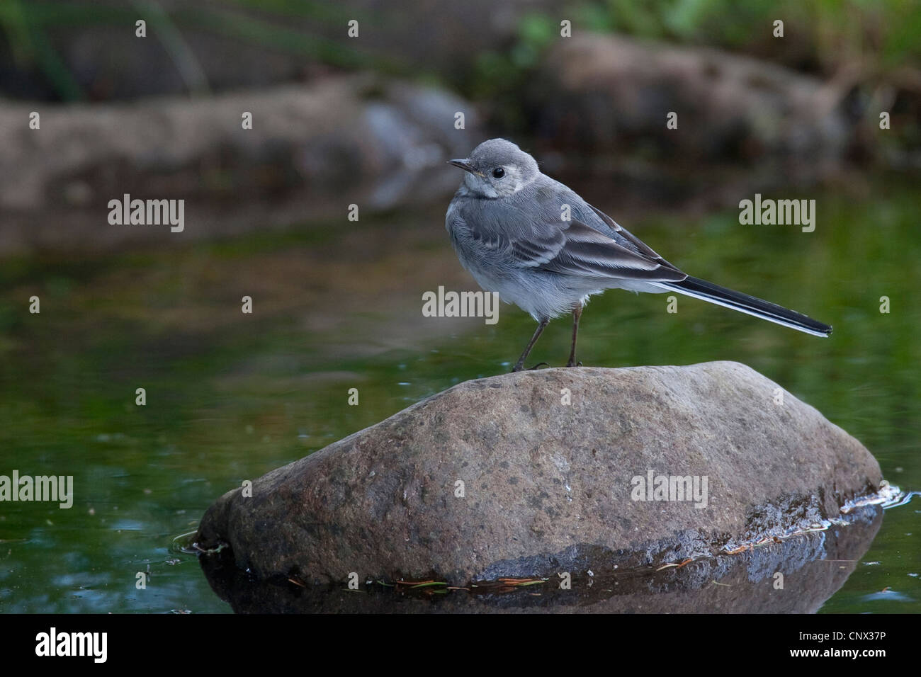 pied wagtail (Motacilla alba), squeaker sitting on a stone in a creek, Germany Stock Photo