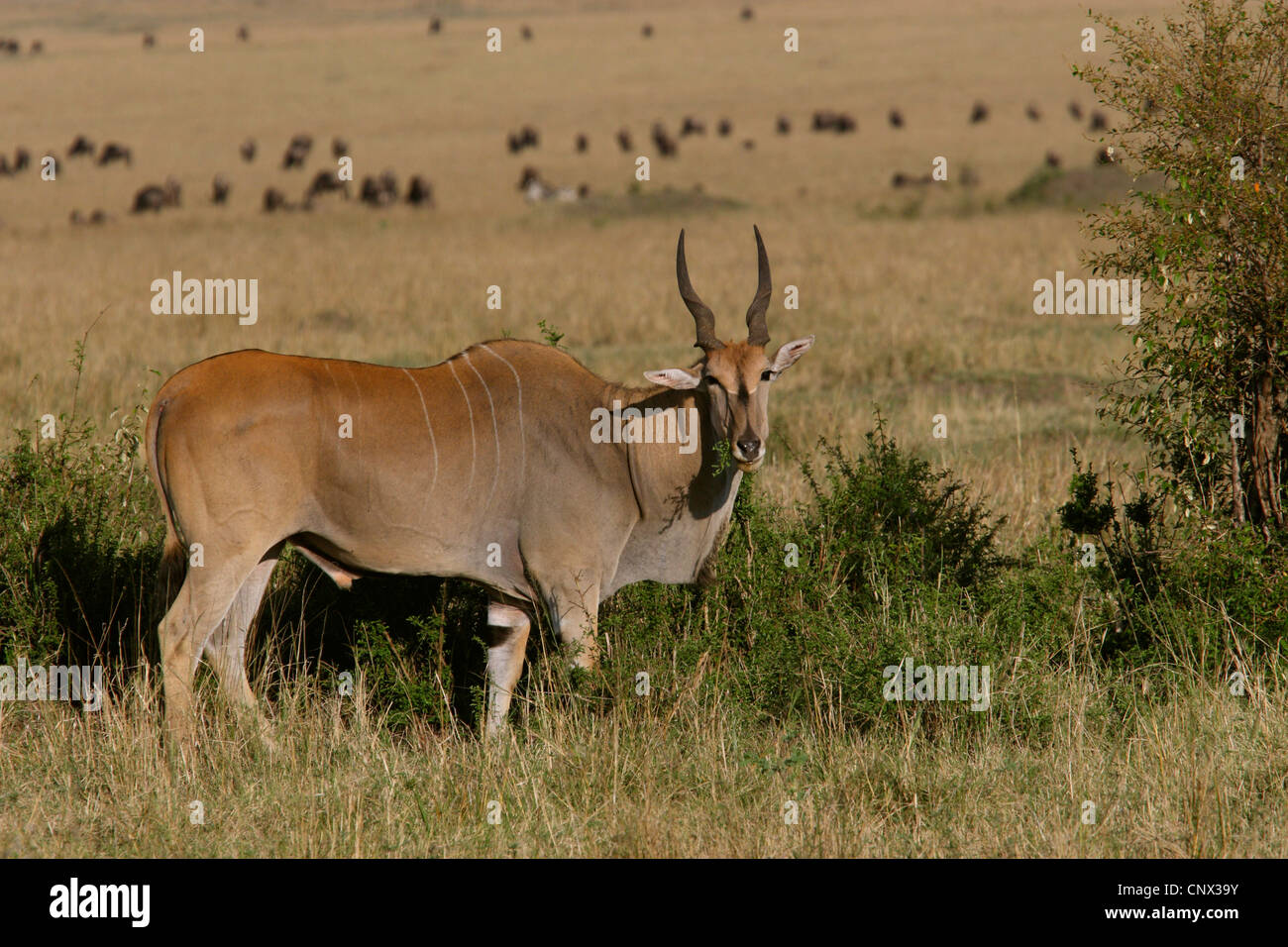 Common eland, Southern Eland (Taurotragus oryx, Tragelaphus oryx), single antilope feeding, Kenya, Masai Mara National Park Stock Photo
