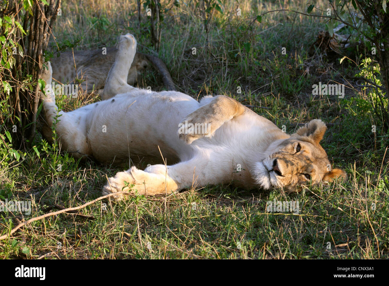 lion (Panthera leo), lioness lolling, Kenya, Masai Mara National Park Stock Photo