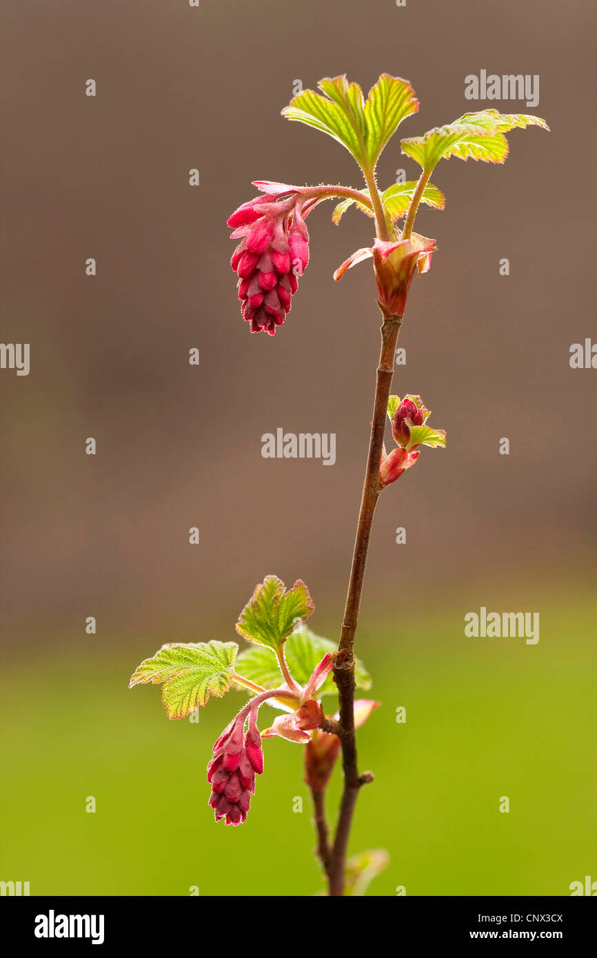 blood currant, red-flower currant, red-flowering currant (Ribes sanguineum), blooming Stock Photo