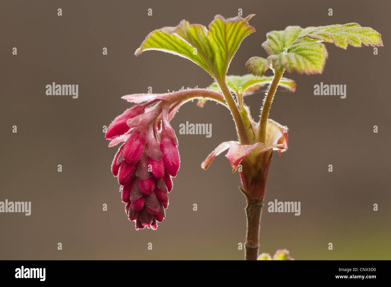 blood currant, redflower currant, redflowering currant (Ribes