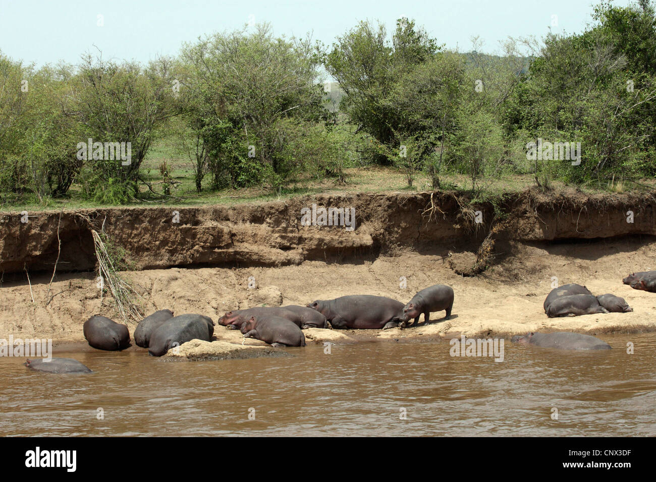 hippopotamus, hippo, Common hippopotamus (Hippopotamus amphibius), herd resting at a riverside, Kenya, Masai Mara National Park Stock Photo