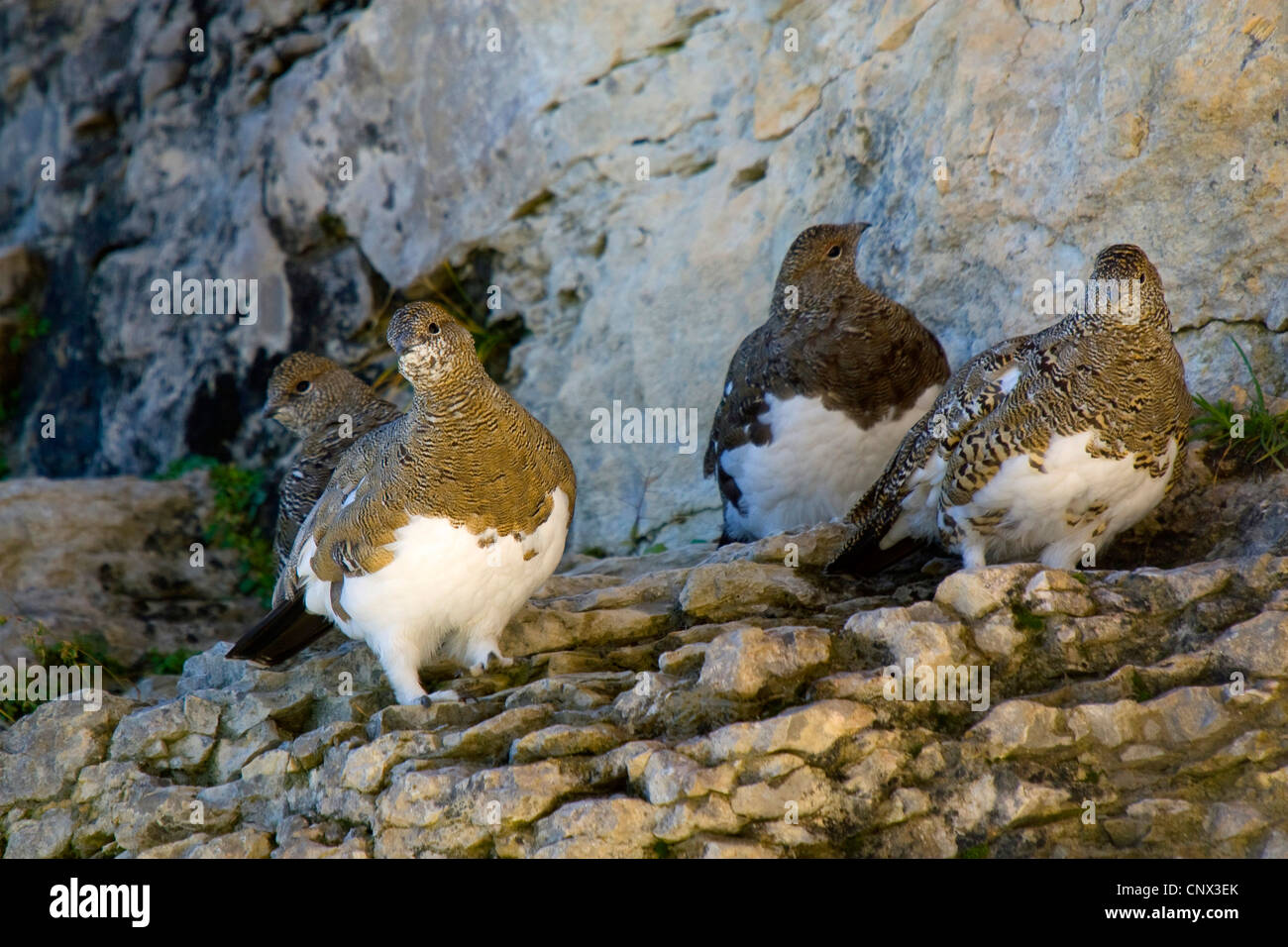 Rock ptarmigan, Snow chicken (Lagopus mutus), four animals sitting on a rock spur in autum plumage, Switzerland, Sankt Gallen, Toggenburg, Chaeserrugg Stock Photo