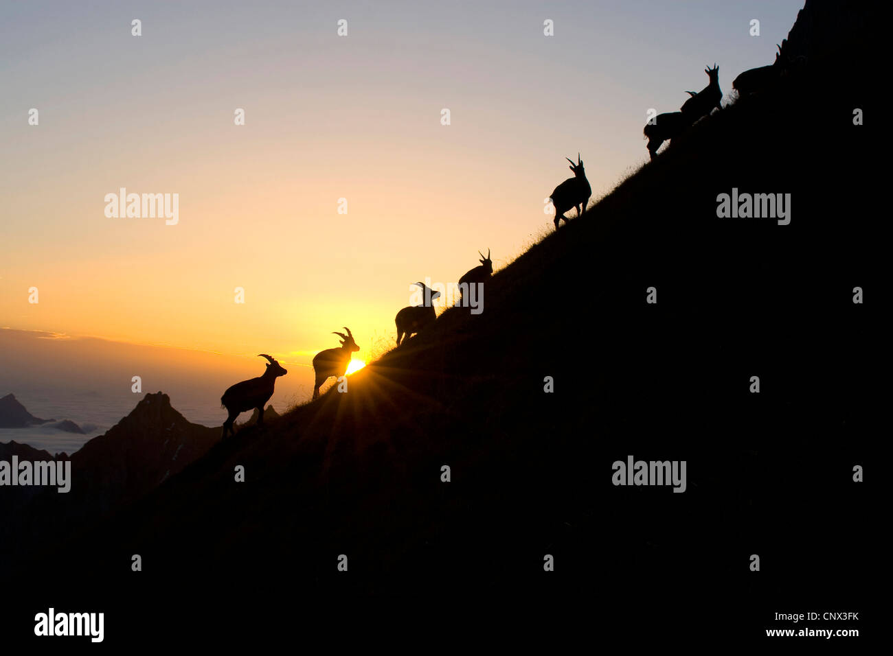 alpine ibex (Capra ibex), silhouettes of a pack on a mountain ridge in