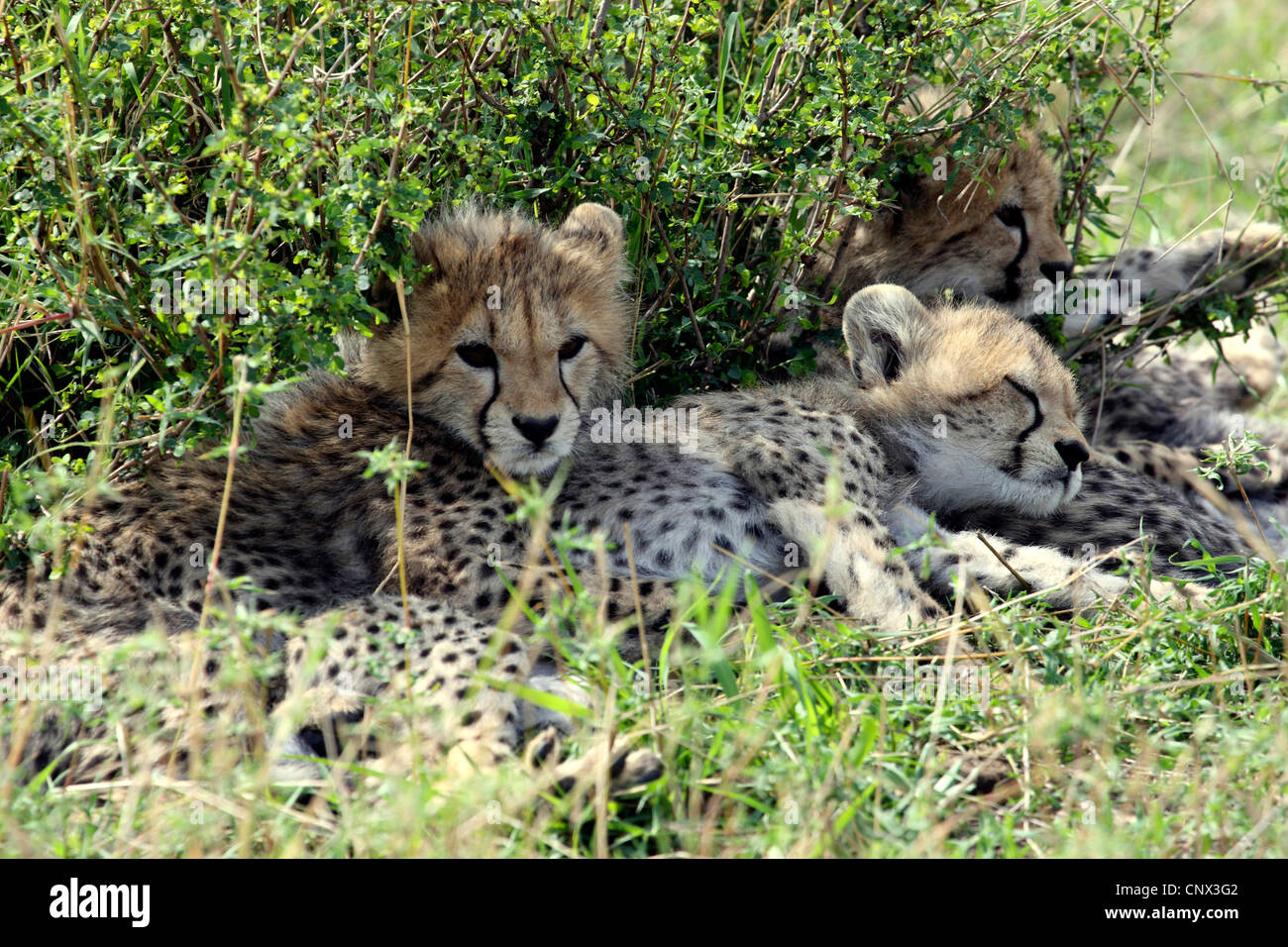 cheetah (Acinonyx jubatus), three kittens lying side by side in the shadow of a bush, Kenya, Masai Mara National Park Stock Photo