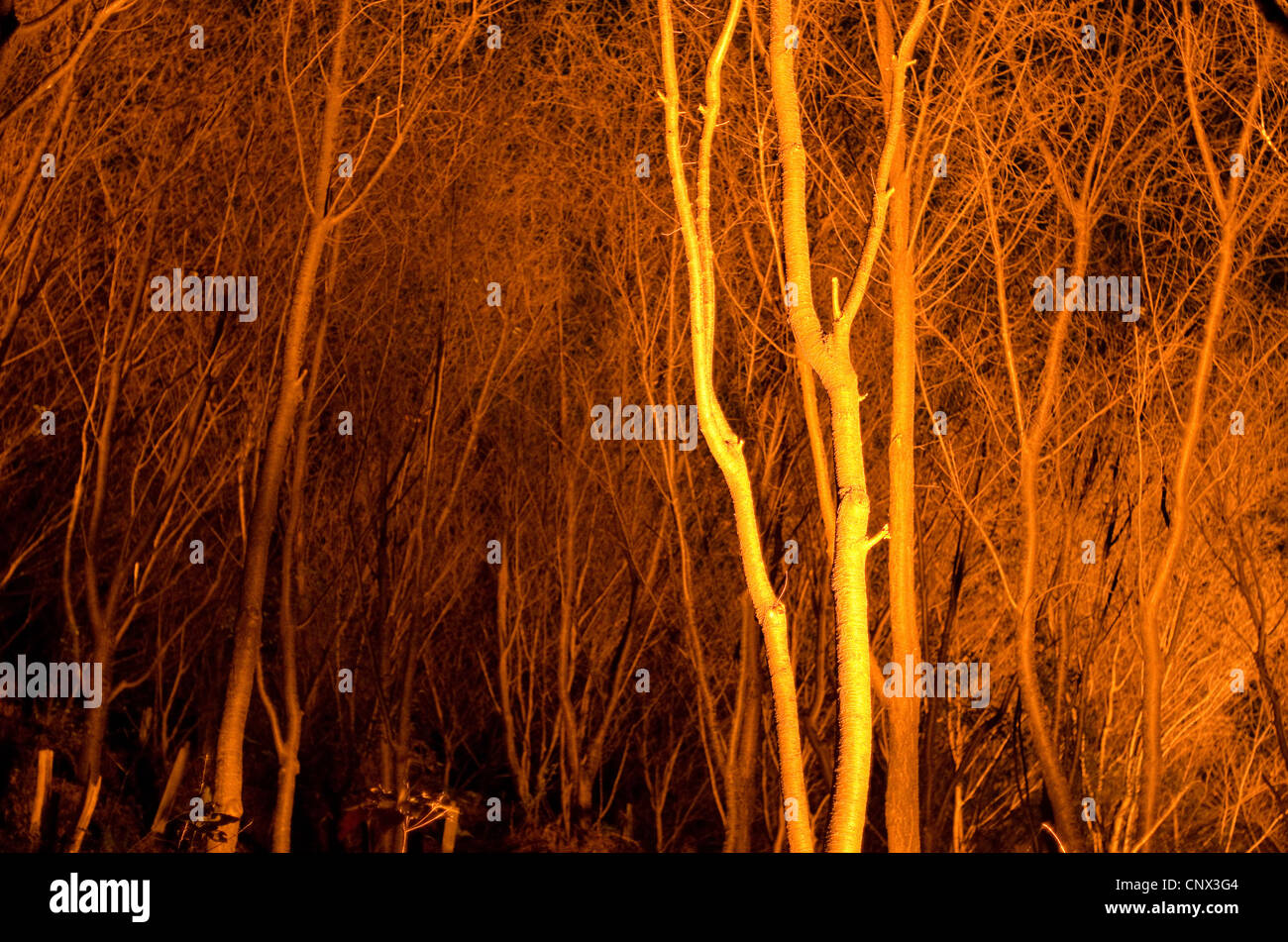Tree stems at night in artificial light Stock Photo