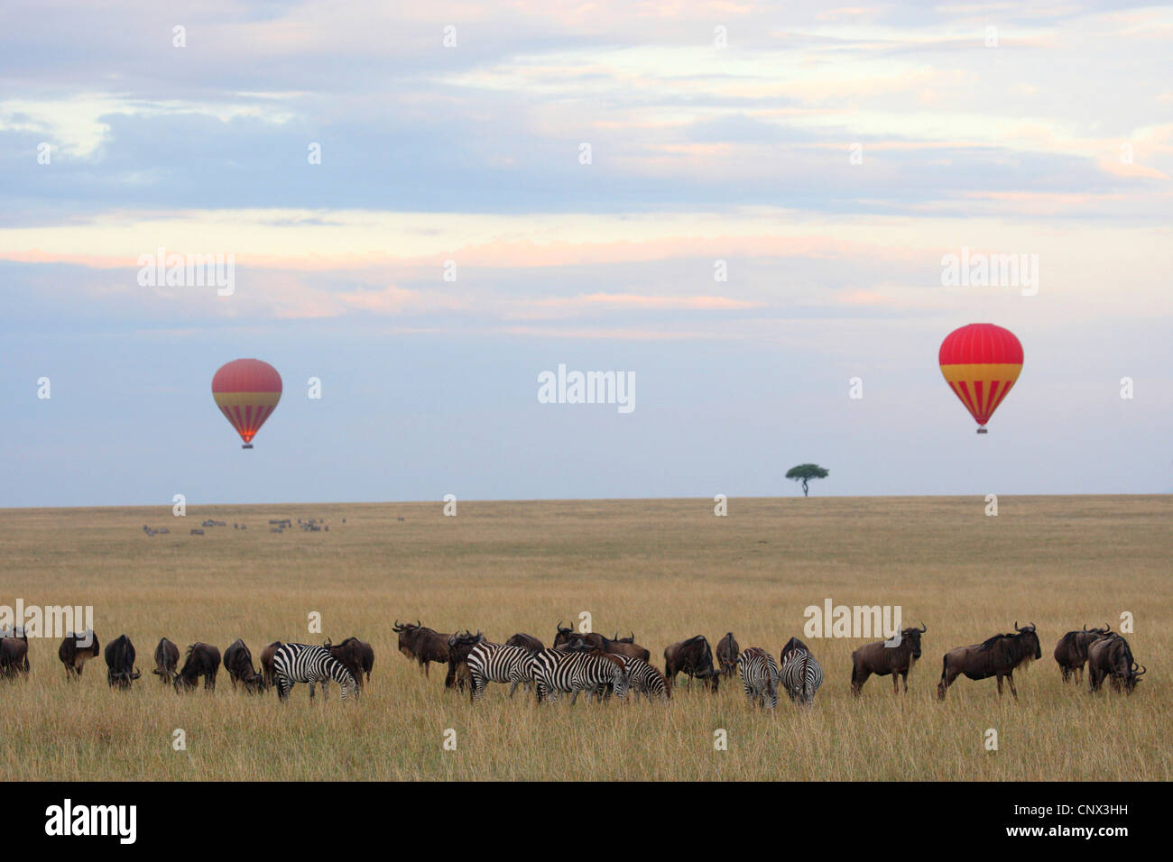 Gnu masai mara national park hi-res stock photography and images - Alamy