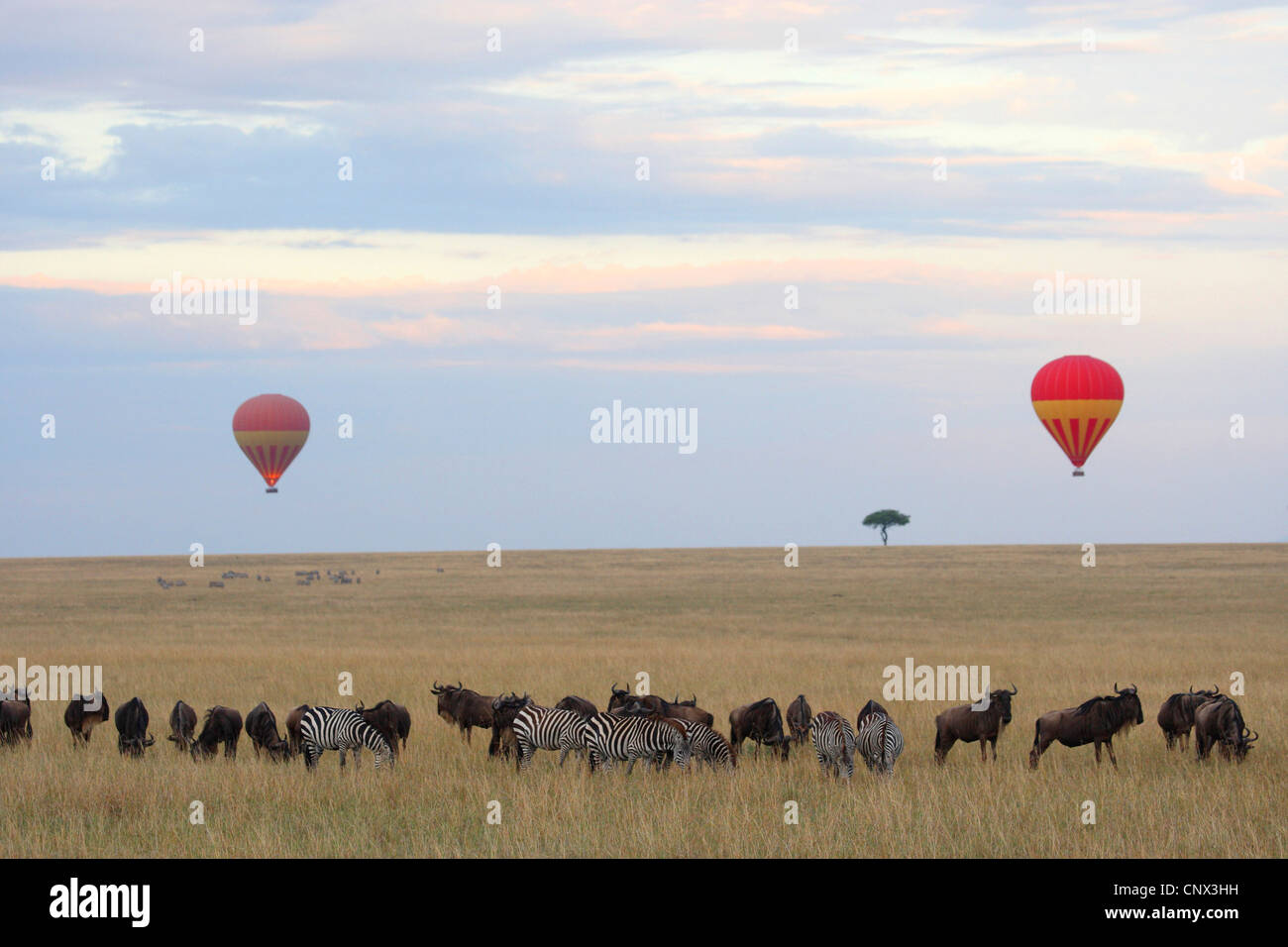 Balloon safari in the Masai Mara with zebras and wildbeests, Kenya, Masai Mara National Park Stock Photo