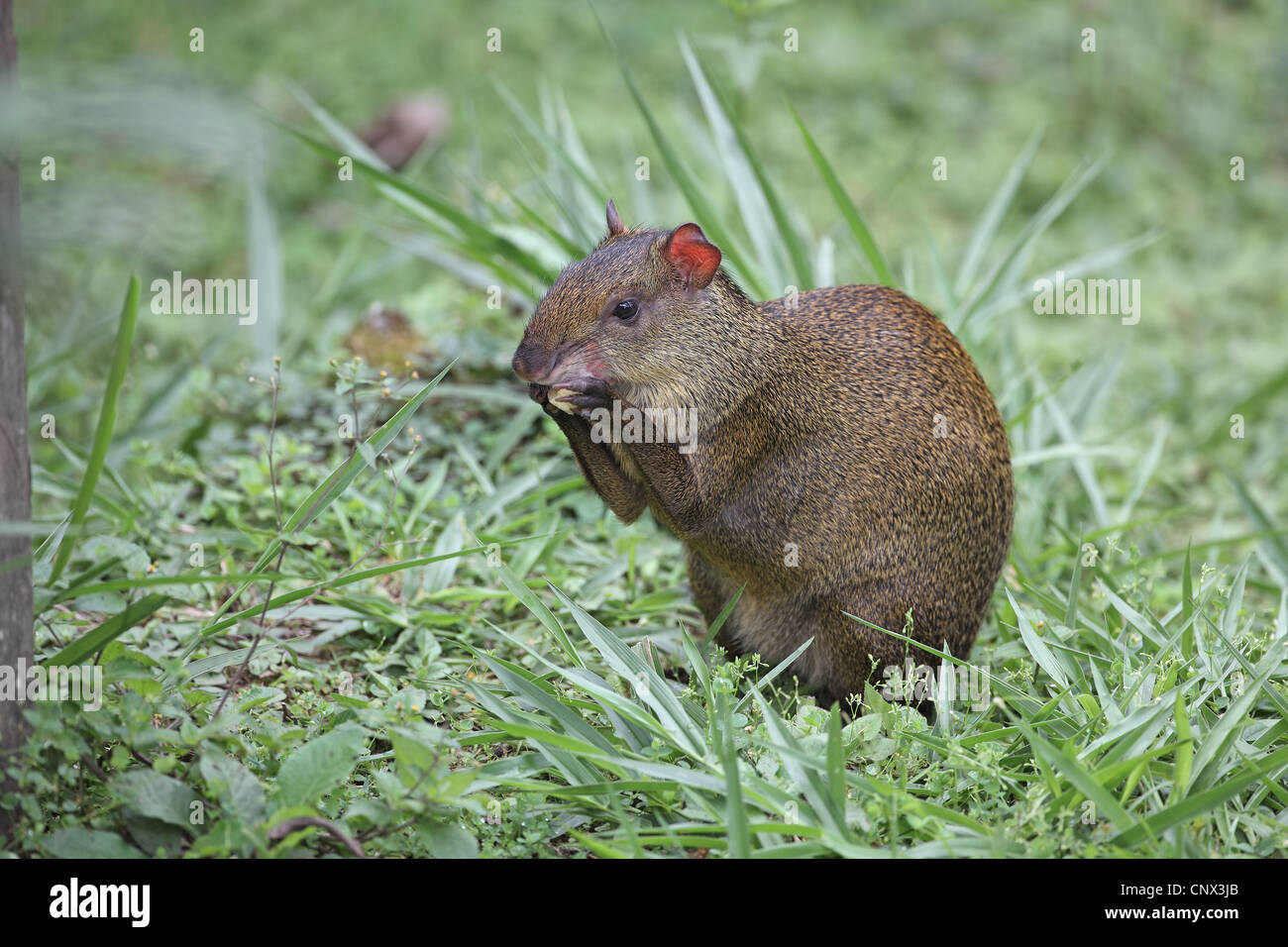 Brown Agouti, Dasyprocta variegata, eating Stock Photo Alamy