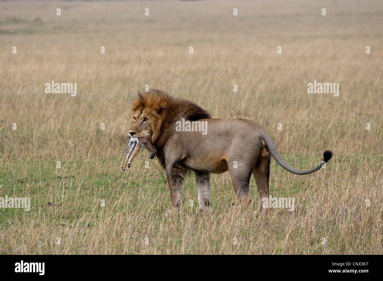 lion (Panthera leo), male with caught gazelle fawn in the mouth, Kenya, Masai Mara National Park Stock Photo