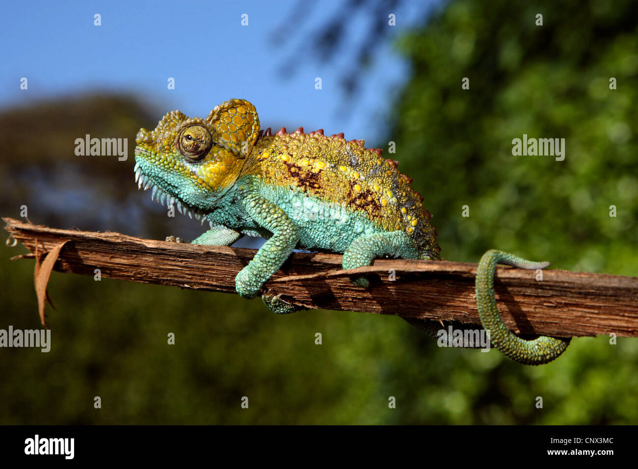 Von Hohnel's Chameleon, Helmeted Chamaeleon, High-casqued Chameleon (Chamaeleo hoehnelii), sitting on a branch, Kenya Stock Photo