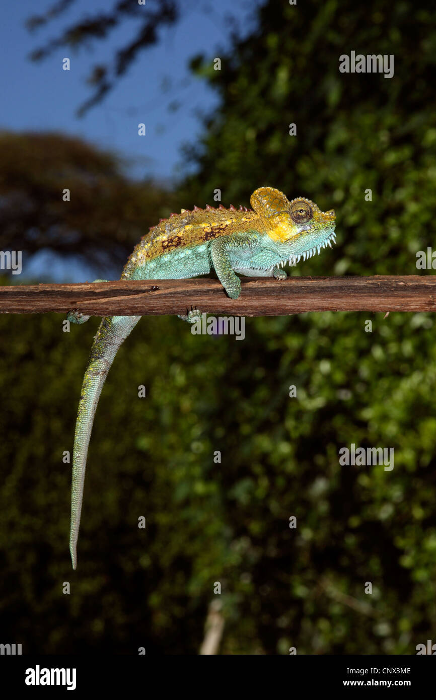 Von Hohnel's Chameleon, Helmeted Chamaeleon, High-casqued Chameleon (Chamaeleo hoehnelii), sitting on a branch, Kenya Stock Photo