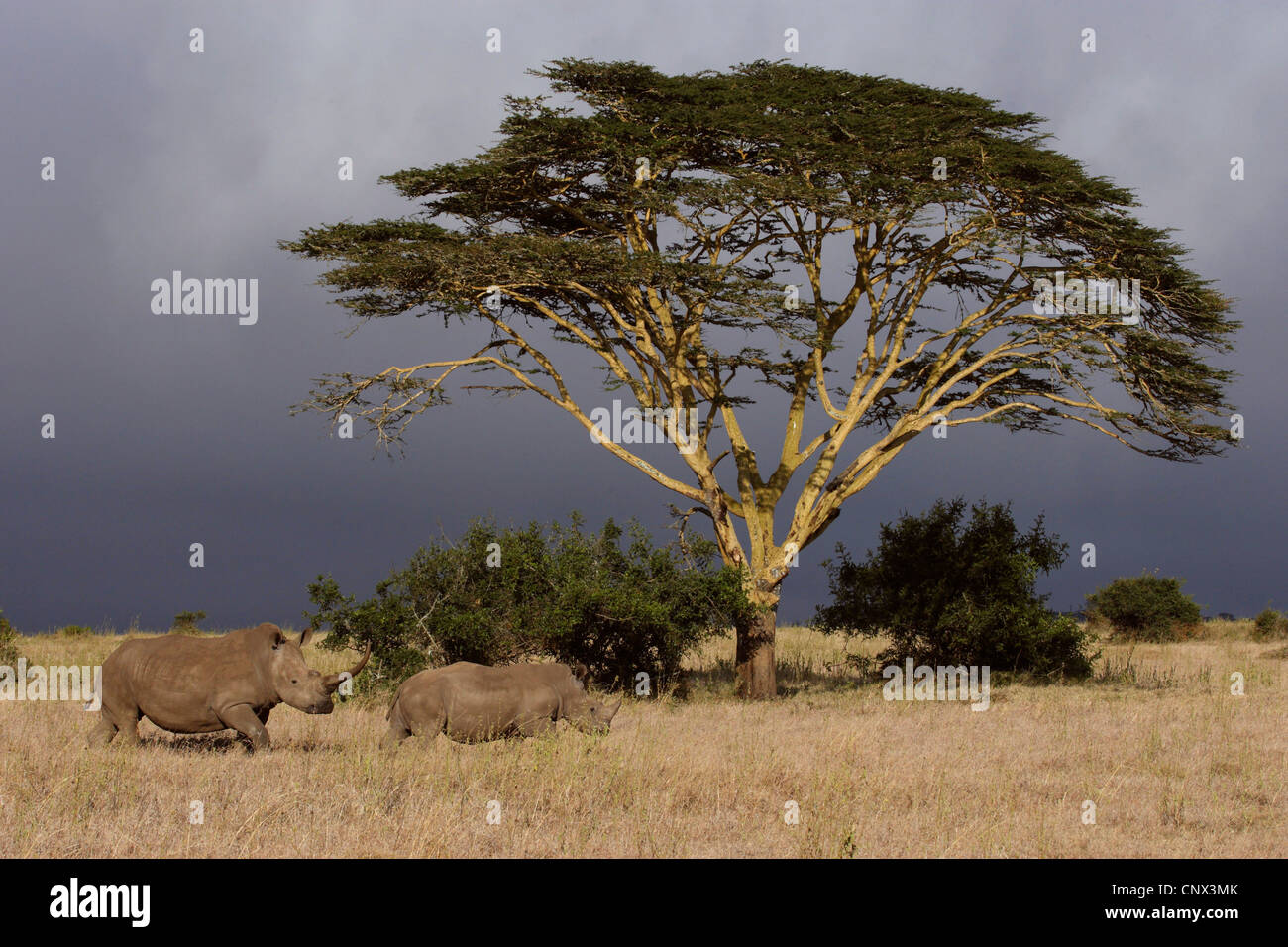 white rhinoceros, square-lipped rhinoceros, grass rhinoceros (Ceratotherium simum), two animals at a single tree in the savannah, Kenya Stock Photo