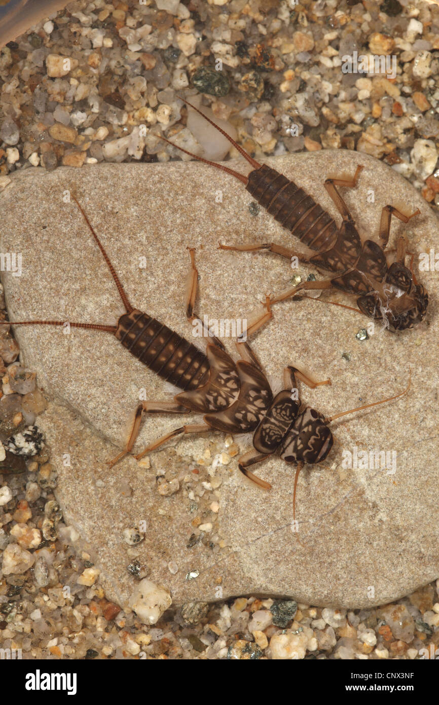 Dinocras cephalotes (Dinocras cephalotes), larva and exuvia sitting on a stone, Germany, Bavaria Stock Photo