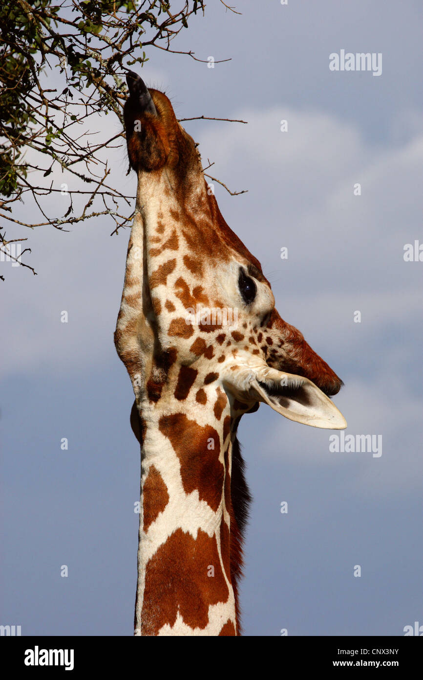 reticulated giraffe (Giraffa camelopardalis reticulata), stretching the neck and feeding from high branches, Kenya, Sweetwaters Game Reserve Stock Photo