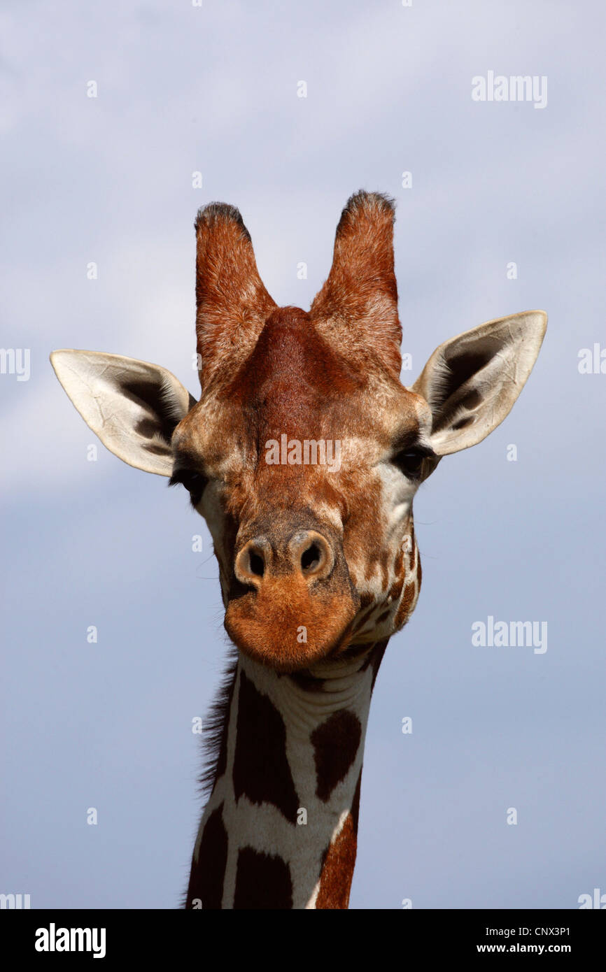 reticulated giraffe (Giraffa camelopardalis reticulata), portrait, Kenya, Sweetwaters Game Reserve Stock Photo